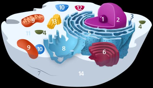 Lysosome|230