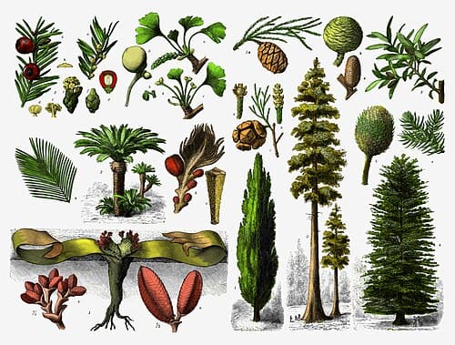 Gymnosperm|230