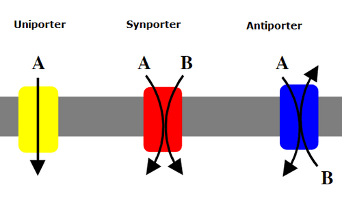 Active transport|230