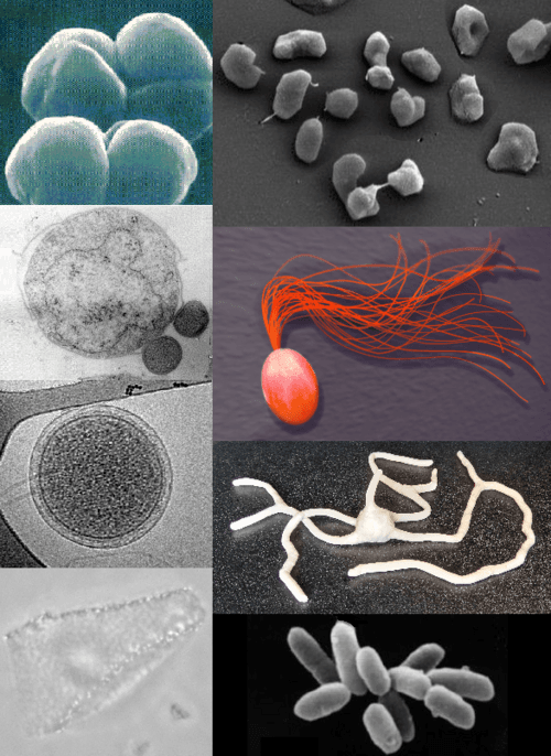 Archaea|230
