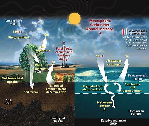Carbon cycle|300