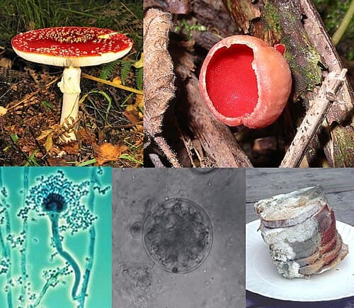 Fungus|230