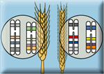 Genetic variation|230