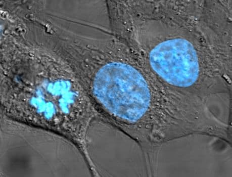 Cell nucleus|230
