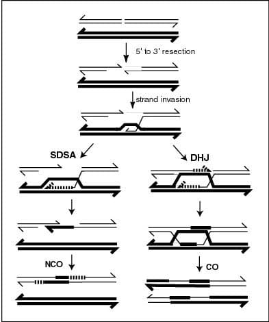 Genetic recombination|230