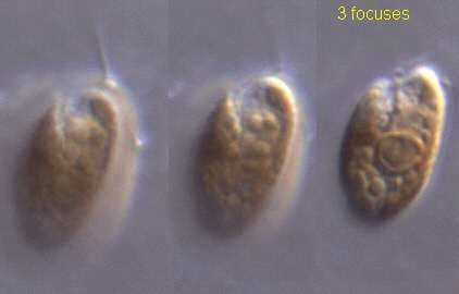 Eukaryote|230
