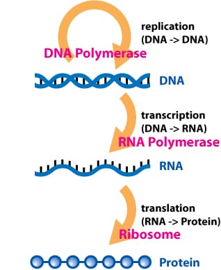 Central dogma of molecular biology|230